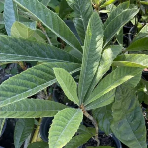 Set 2 Pots Golden Loquat Fruit Live Seedling Tree 8