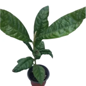 Set 2 Pots Golden Loquat Fruit Live Seedling Tree 8