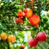Set 2 Pots Pomegranate Fruit Live Tree, Large Fruit and Sweet Fruit for Garden