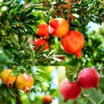 Set 2 Pots Pomegranate Fruit Live Tree, Large Fruit and Sweet Fruit for Garden
