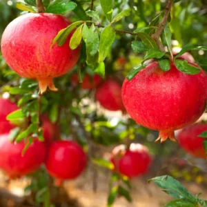 Set 2 Pots Pomegranate Fruit Live Tree, Large Fruit and Sweet Fruit for Garden
