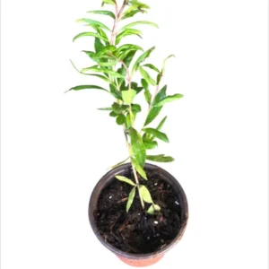 Set 2 Pots Pomegranate Fruit Live Tree, Large Fruit and Sweet Fruit for Garden