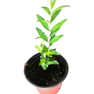 Set 2 Pots Pomegranate Fruit Live Tree, Large Fruit and Sweet Fruit for Garden