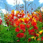 Set 2 Pots Red Bird of Paradise Starter Live Plant for Planting 8"Tall 4"Pot