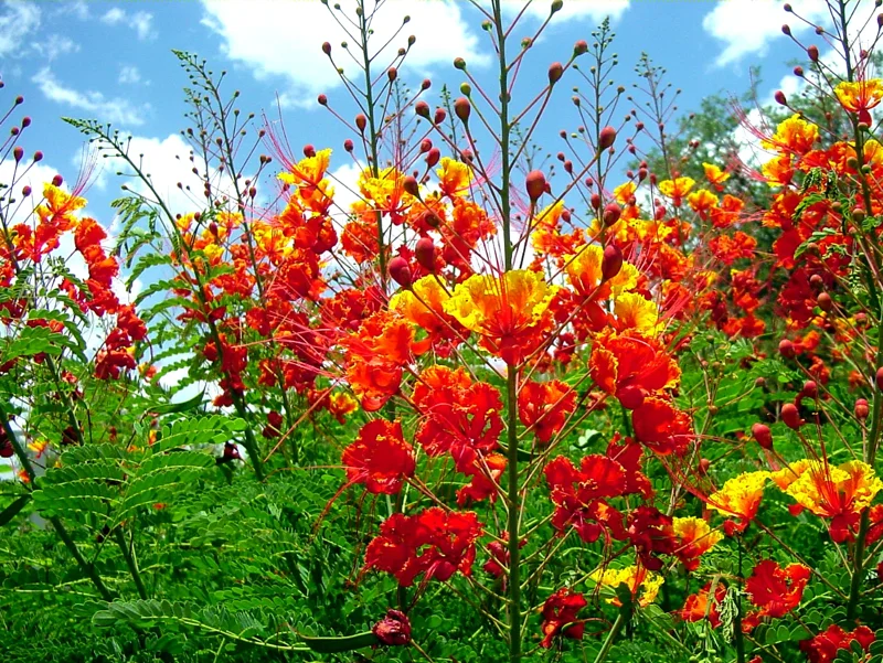 Set 2 Pots Red Bird of Paradise Starter Live Plant for Planting 8"Tall 4"Pot