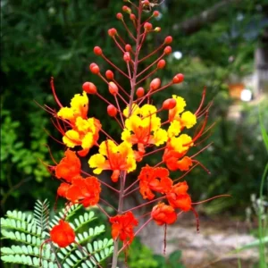 Set 2 Pots Red Bird of Paradise Starter Live Plant for Planting 8"Tall 4"Pot