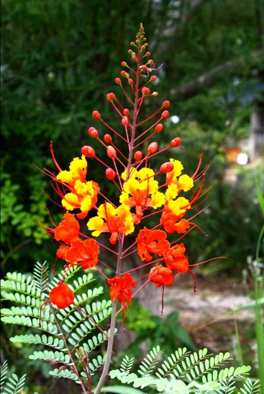 Set 2 Pots Red Bird of Paradise Starter Live Plant for Planting 8"Tall 4"Pot
