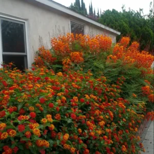 Set 2 Pots Red Bird of Paradise Starter Live Plant for Planting 8