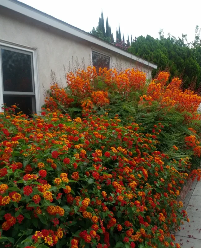 Set 2 Pots Red Bird of Paradise Starter Live Plant for Planting 8"Tall 4"Pot