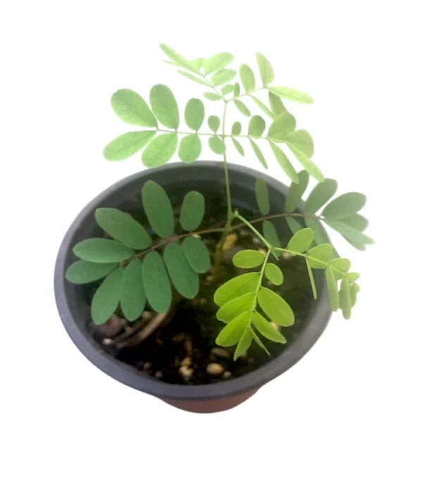 Set 2 Pots Red Bird of Paradise Starter Live Plant for Planting 8"Tall 4"Pot