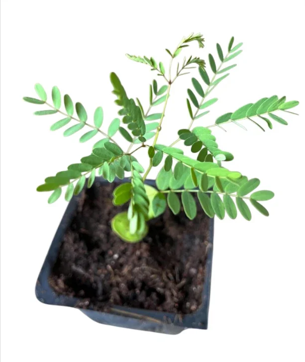 Set 2 Pots Red Bird of Paradise Starter Live Plant for Planting 8"Tall 4"Pot