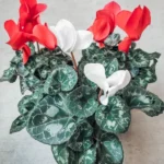 Set 2 Pots Red Cyclamen & White Cyclamen LIve Plant for Planting 4"Pot Garden