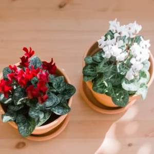 Set 2 Pots Red Cyclamen & White Cyclamen LIve Plant for Planting 4"Pot Garden