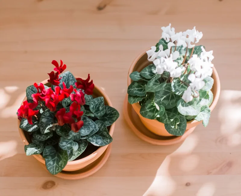 Set 2 Pots Red Cyclamen & White Cyclamen LIve Plant for Planting 4"Pot Garden