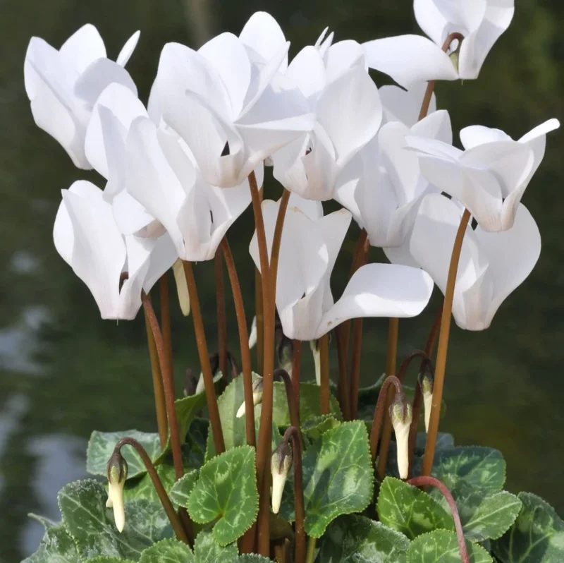 Set 2 Pots Red Cyclamen & White Cyclamen LIve Plant for Planting 4"Pot Garden