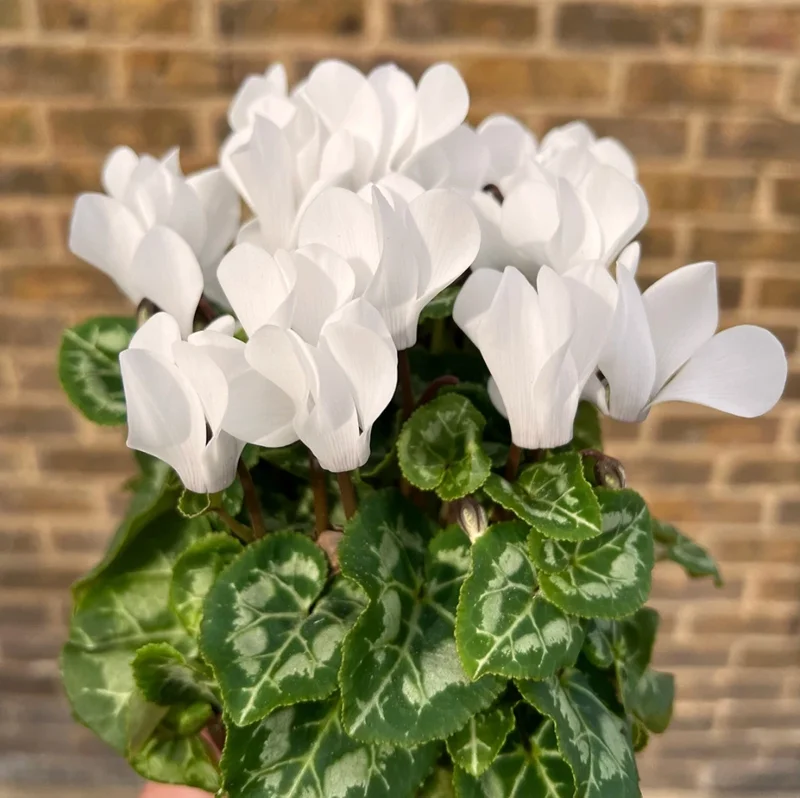 Set 2 Pots Red Cyclamen & White Cyclamen LIve Plant for Planting 4"Pot Garden