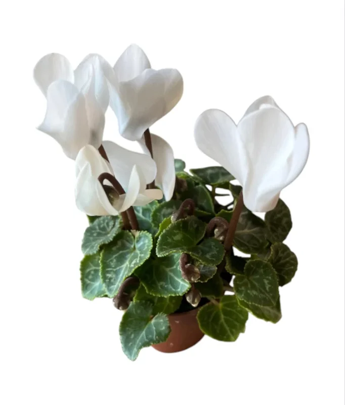 Set 2 Pots Red Cyclamen & White Cyclamen LIve Plant for Planting 4"Pot Garden