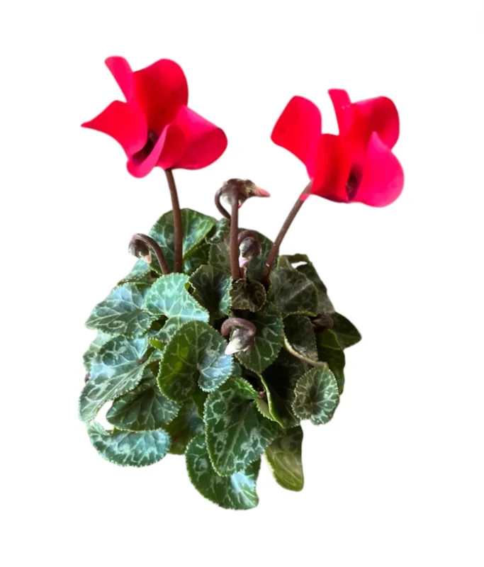 Set 2 Pots Red Cyclamen & White Cyclamen LIve Plant for Planting 4"Pot Garden