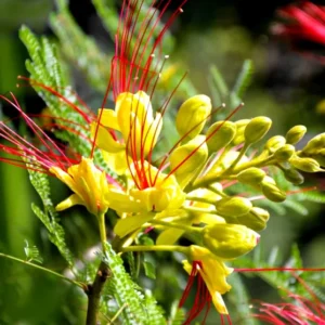 Set 2 Pots Yellow Bird of Paradise Starter Live Plant for Planting 8