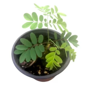 Set 2 Pots Yellow Bird of Paradise Starter Live Plant for Planting 8