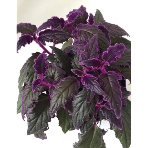 Set 2 Purple Passion Gynura Plants in Pot | Colorful Houseplant | Purple Leaves