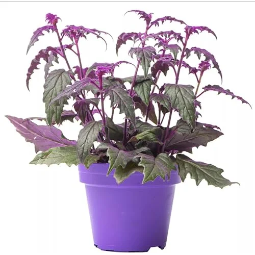 Set 2 Purple Passion Gynura Plants in Pot | Colorful Houseplant | Purple Leaves