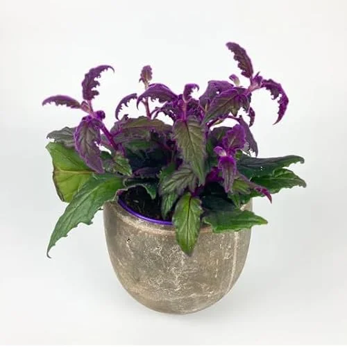 Set 2 Purple Passion Gynura Plants in Pot | Colorful Houseplant | Purple Leaves