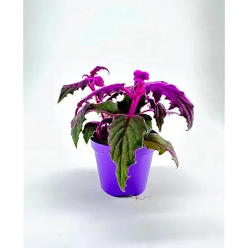 Set 2 Purple Passion Gynura Plants in Pot | Colorful Houseplant | Purple Leaves