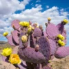 Set 2 Purple Prickly Pear Cactus Plants - 3-5" Tall - Opuntia Variety