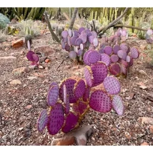 Set 2 Purple Prickly Pear Cactus Plants - 3-5" Tall - Opuntia Variety