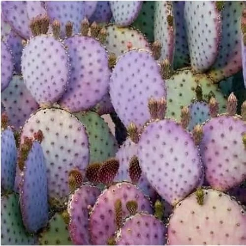 Set 2 Purple Prickly Pear Cactus Plants - 3-5" Tall - Opuntia Variety
