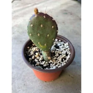 Set 2 Purple Prickly Pear Cactus Plants - 3-5