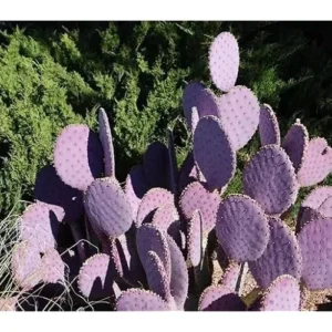 Set 2 Purple Prickly Pear Cactus Plants - 3-5