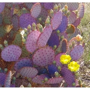 Set 2 Purple Prickly Pear Cactus Plants - 3-5