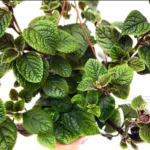 Set 2 Purple Swedish Ivy Plants Live for Planting 3-6"Tall Purple Plectranthus Swedish Ivy House Plants Live Swedish Ivy Vine (No Ship CA)