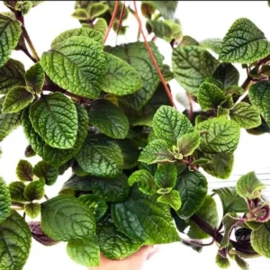 Set 2 Purple Swedish Ivy Plants Live for Planting 3-6