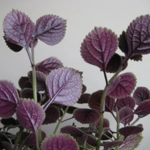 Set 2 Purple Swedish Ivy Plants Live for Planting 3-6