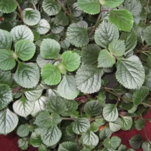 Set 2 Purple Swedish Ivy Plants Live for Planting 3-6