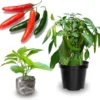 Set 2 Serrano Pepper Plants Live for Planting 3-6"Tall 100 Days Old Pepper Plant Seedlings, Hot Peppers for Year Round Harvesting No Ship CA