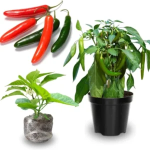 Set 2 Serrano Pepper Plants Live for Planting 3-6