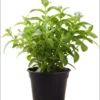 Set 2 Stevia Herb Plants Live for Planting 4"Tall 4"Pot Sweetleaf Herb Plant Sweet Stevia Mint Herb for Planting Indoor Outdoor (No Ship CA)