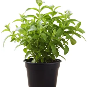 Set 2 Stevia Herb Plants Live for Planting 4