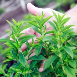 Set 2 Stevia Herb Plants Live for Planting 4