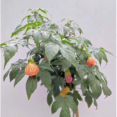 Set 2 Tiger Orange Abutilon Plants 4-8" Tall Live Bloom Abutilon Pictum