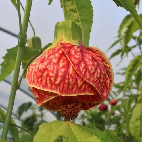 Set 2 Tiger Orange Abutilon Plants 4-8" Tall Live Bloom Abutilon Pictum