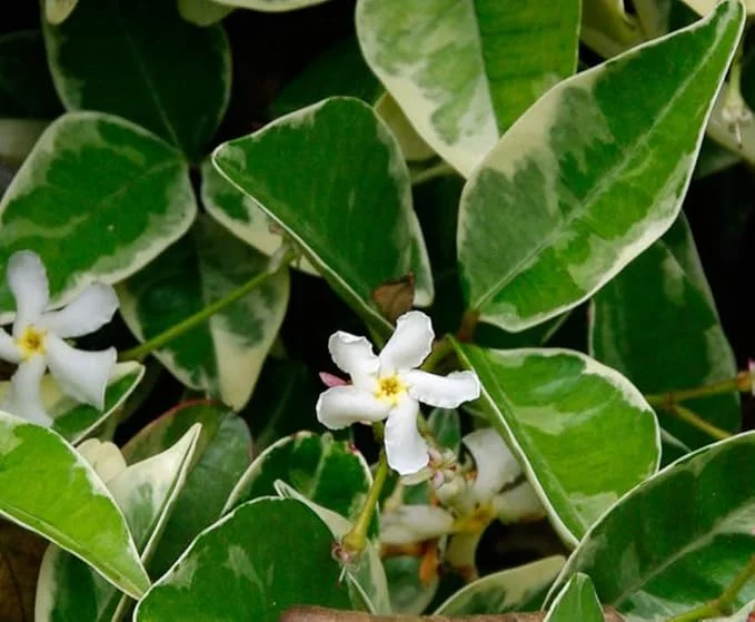 Set 2 Variegated Confederate Star Jasmine Plants White Jasmine Plants Jasmine Flowers Plants Jasmine Bush Plant Trachelospermum Jasminoides Plants 4 to 6 Inch Tall Size 4 Inch Pot