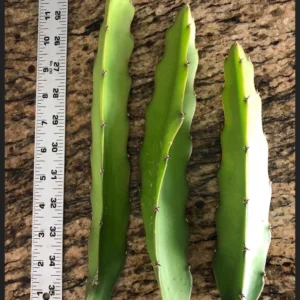 Set 3 Dragon Fruit Plant Cuttings, 10