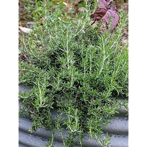 Set 4 Trailing Rosemary Live Plants - 4 to 6 Inches - Hardy & Fragrant