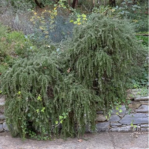 Set 4 Trailing Rosemary Live Plants - 4 to 6 Inches - Hardy & Fragrant