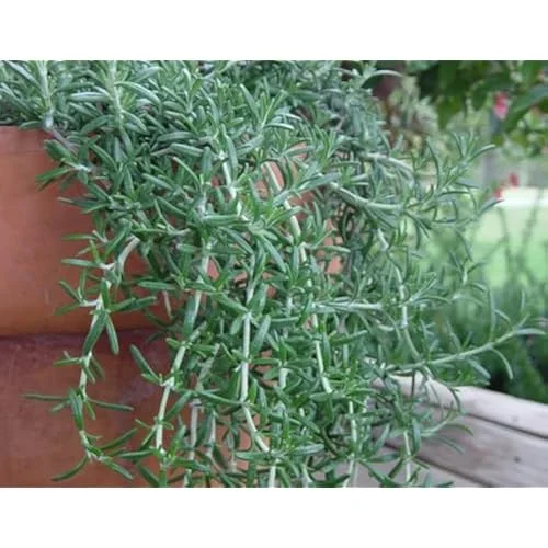 Set 4 Trailing Rosemary Live Plants - 4 to 6 Inches - Hardy & Fragrant